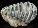 Fossil Southern Mammoth Molar - Hungary #57815-1